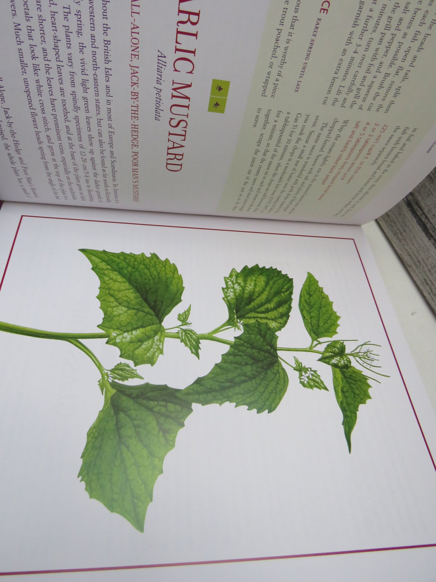 Edible Wild Plants & Herbs, A Compendium of Recipes and Remedies by Pamela Michael, The Perfect Companion for Every Budding Forager (Foraging Book, 2010)