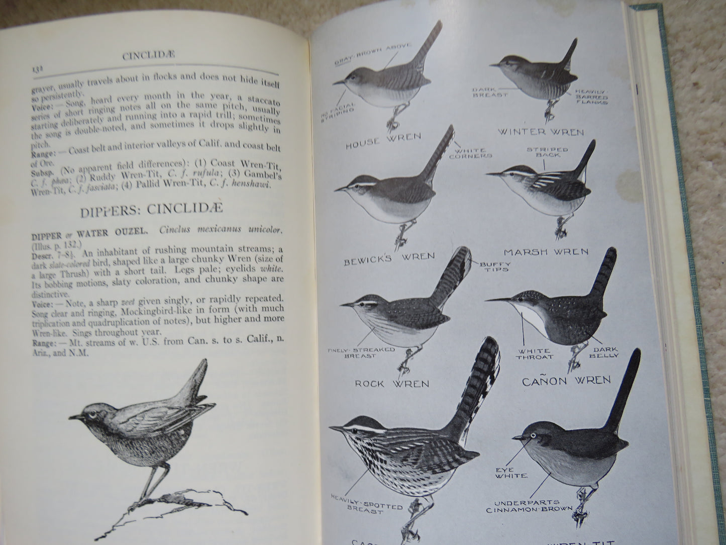 A Field Guide To Western Birds By Roger Tory Peterson 1941