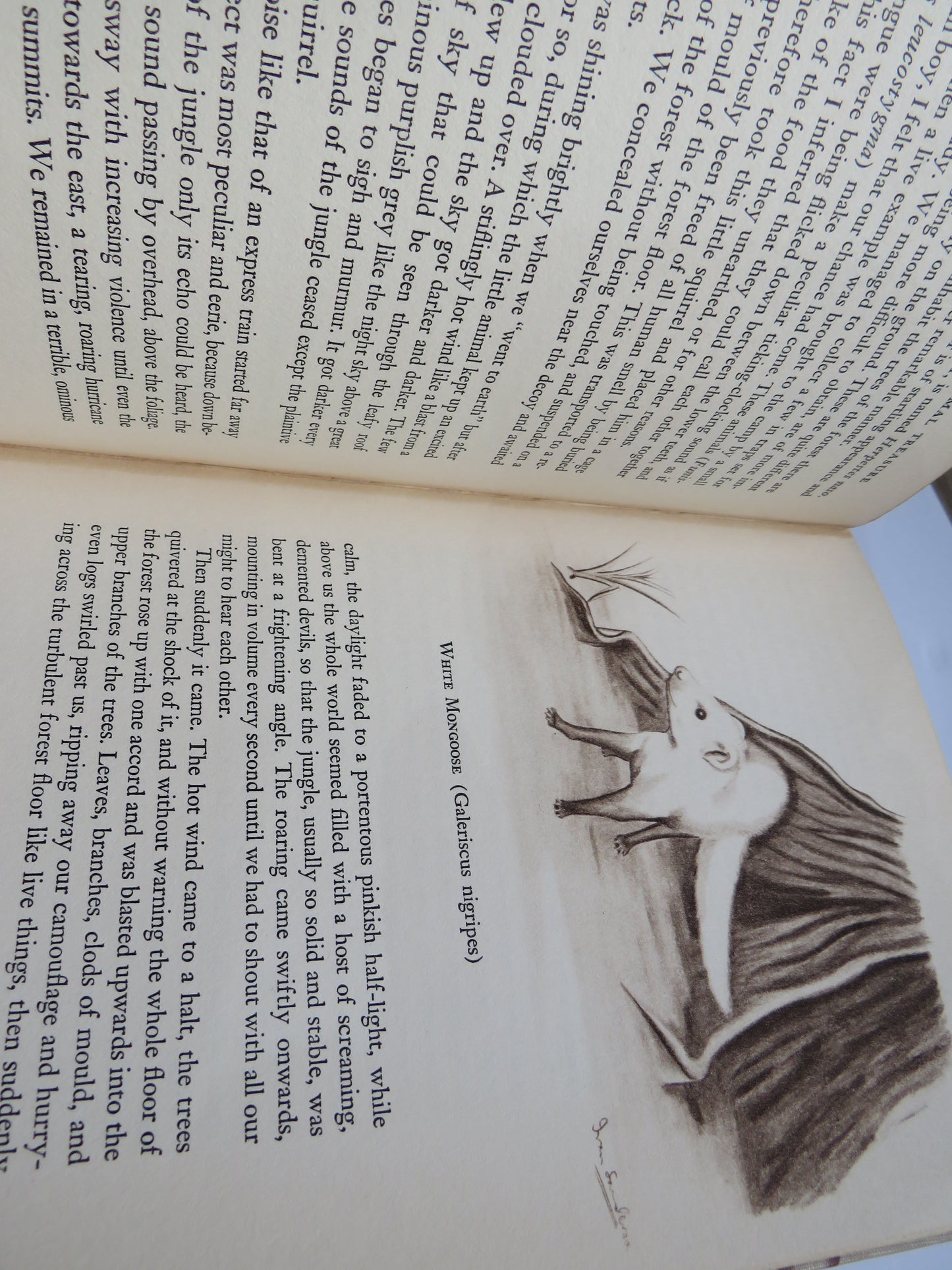 Animal Treasure By Ivan T. Sanderson 1937