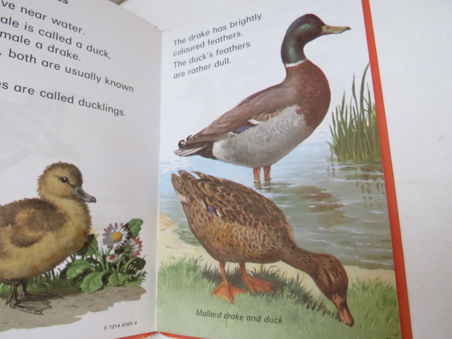 Ducks and Swans written and illustrated by John Leigh-Pemberton, 1973, A Ladybird Leader