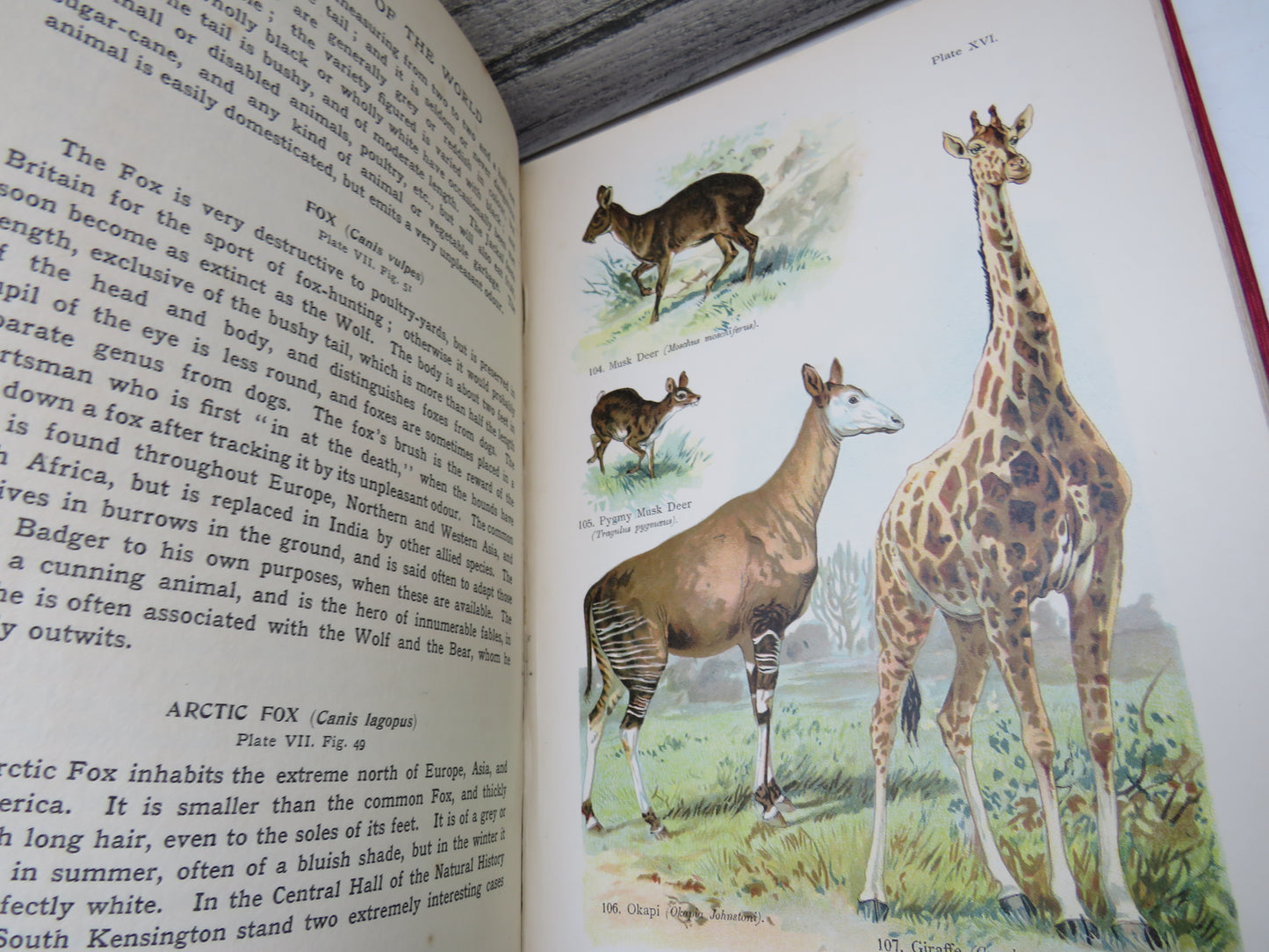 Mammals Of The World By W. F. Kirby 1907