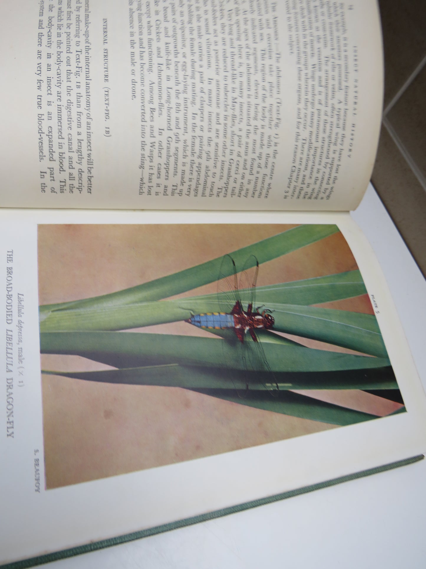 The New Naturalist Insect Natural History By A.D. Imms 1947 1st Edition