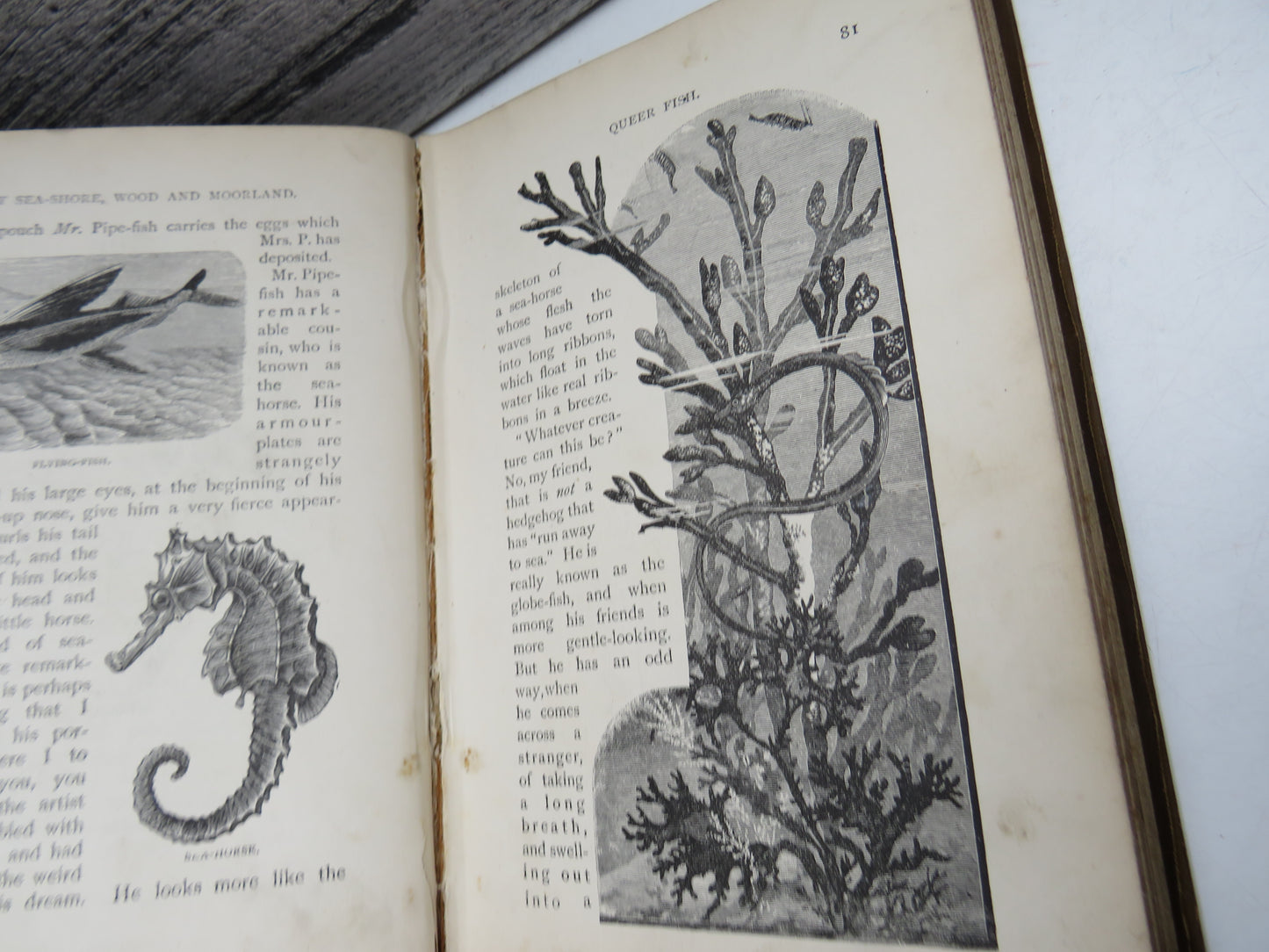 By Sea-Shore, Wood and Moorland Peeps At Nature By Edward Step