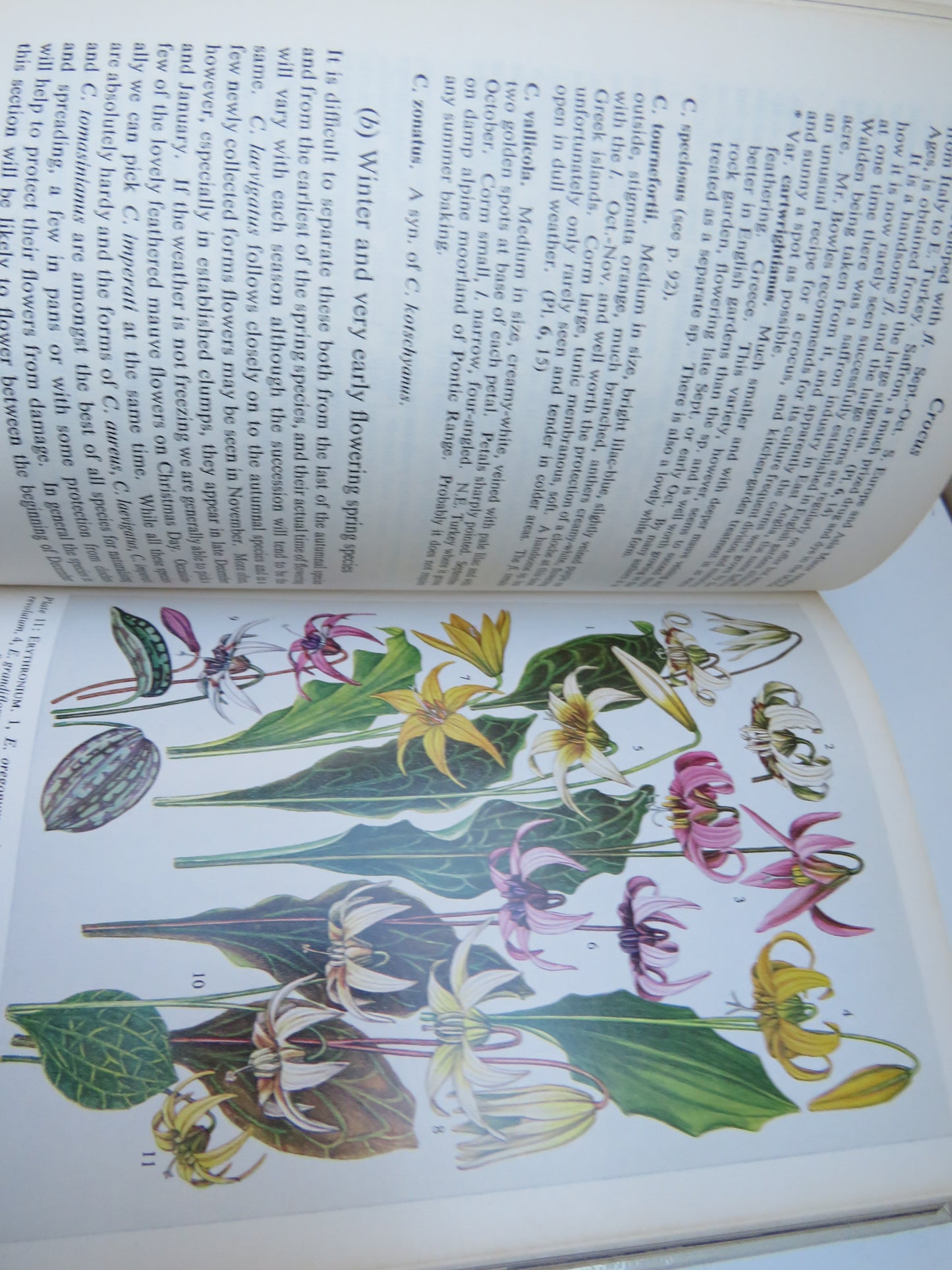 Collins Guide To Bulbs By Patrick M. Synge V.M.H 1971