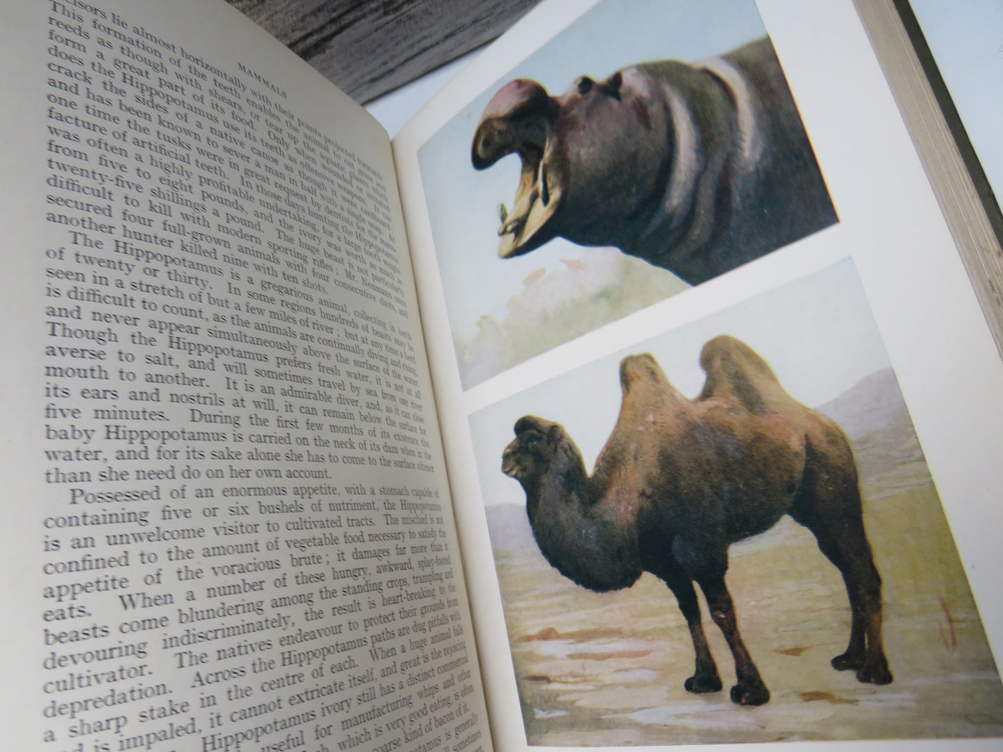 New Illustrated Natural History of the World By Ernest Protheroe