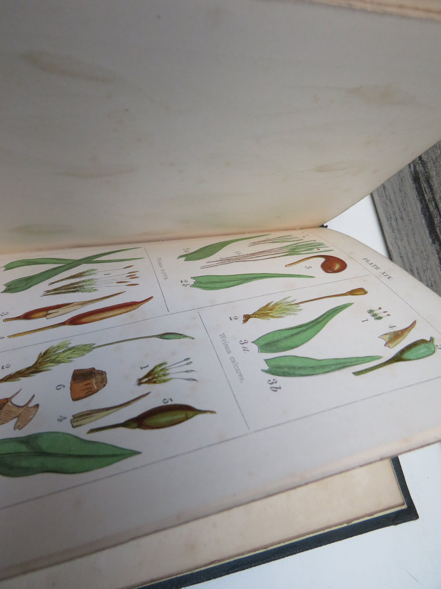 A Popular History of British Mosses By Robert M. Stark 1860