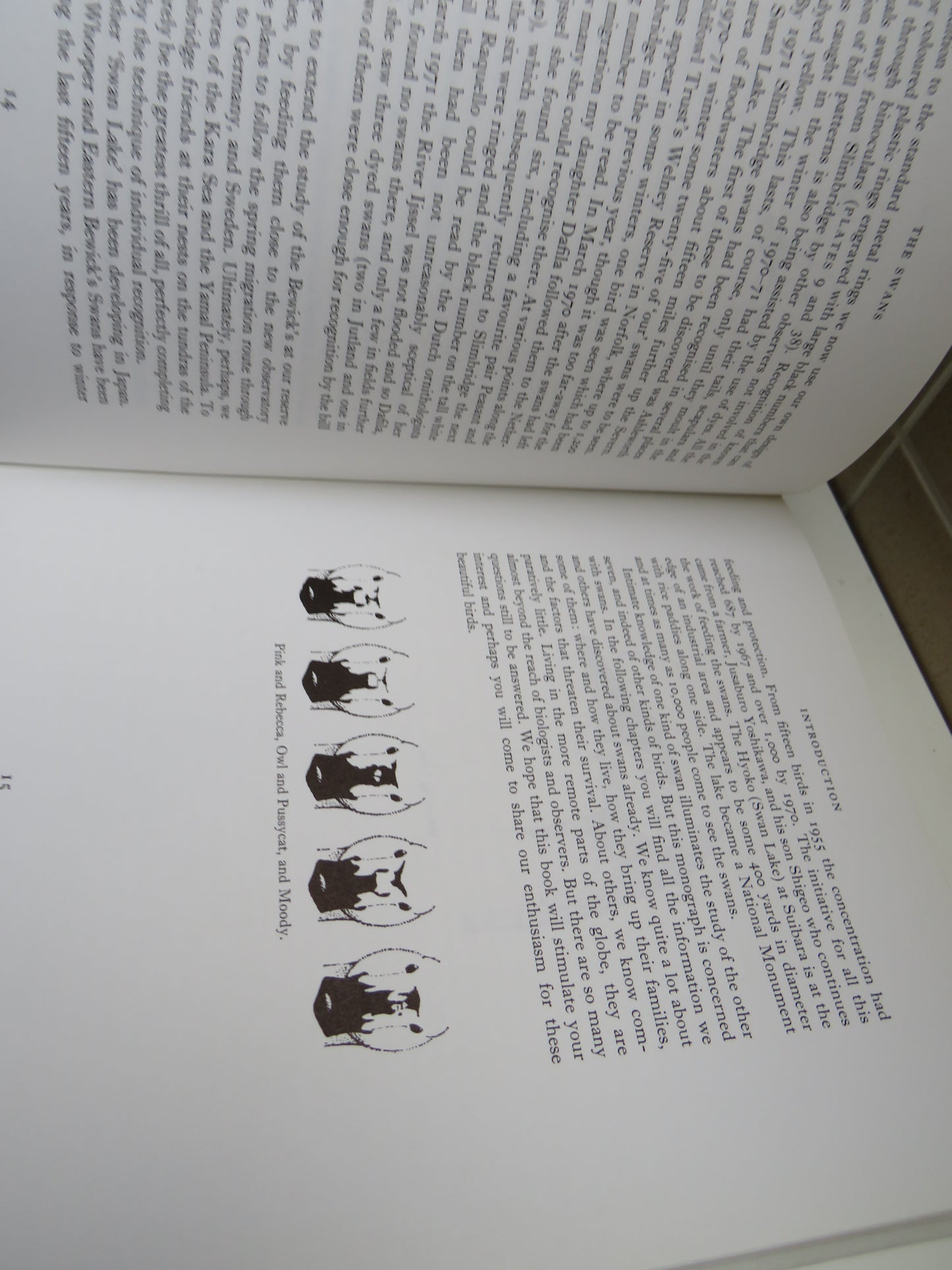 The Swans By Peter Scott and The Wildfowl Trust 1972