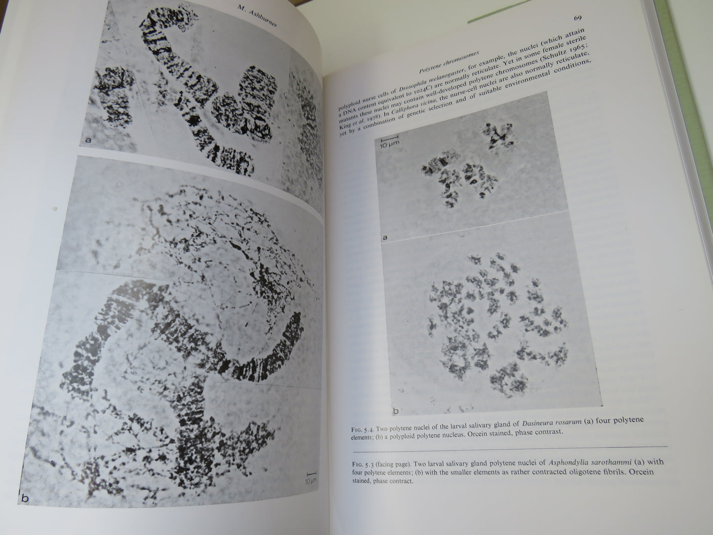 Insect Cytogenetics Edited by R. L. Blackman, G. M. Hewitt and M. Ashburner, 1980