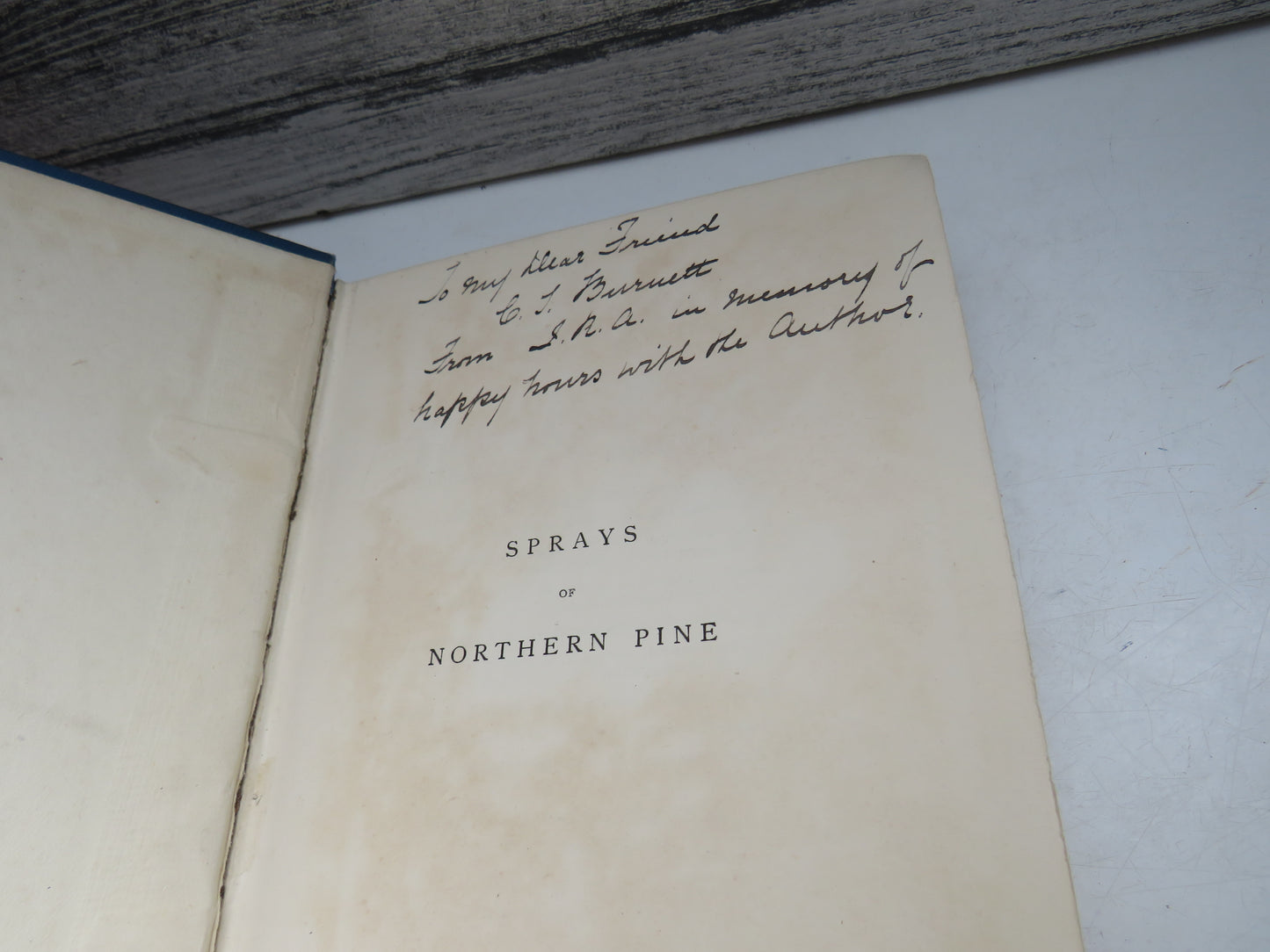 Sprays of Northern Pine By Fergus Mackenzie 1897