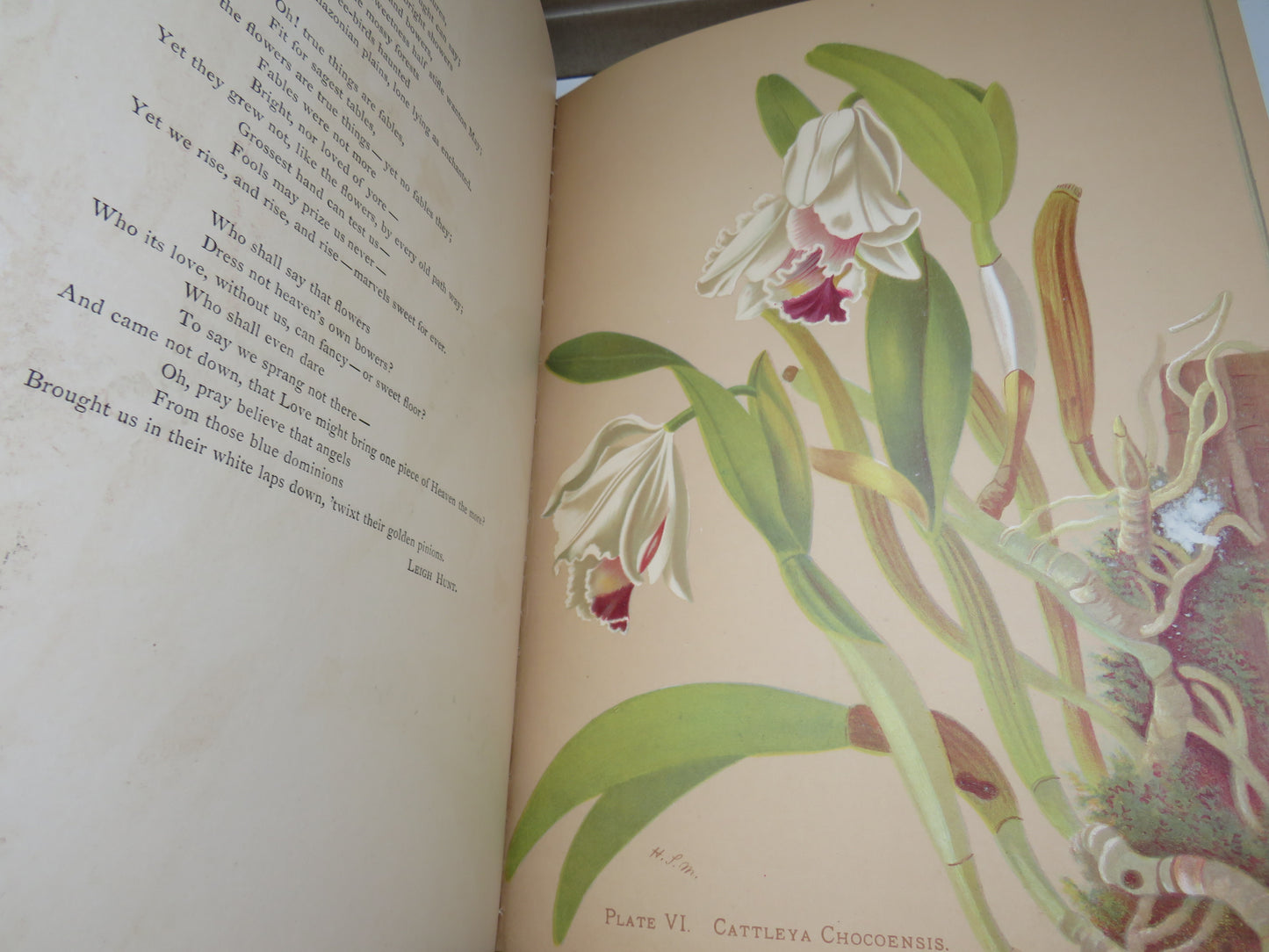 Orchids, The Royal Family of Plants with Illustrations from Nature by Harriet Stewart Miner, 1885