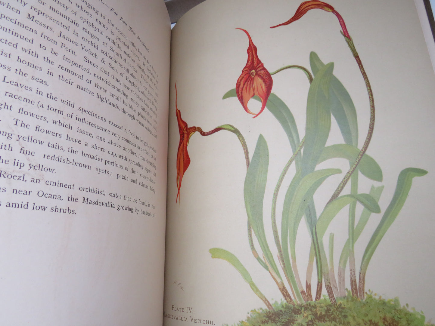 Orchids, The Royal Family of Plants with Illustrations from Nature by Harriet Stewart Miner, 1885