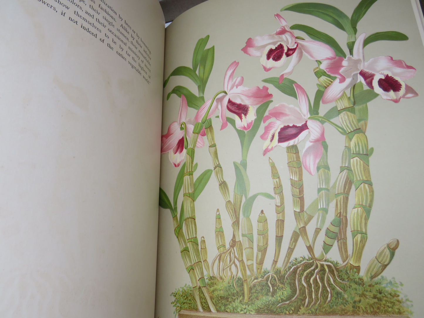 Orchids, The Royal Family of Plants with Illustrations from Nature by Harriet Stewart Miner, 1885
