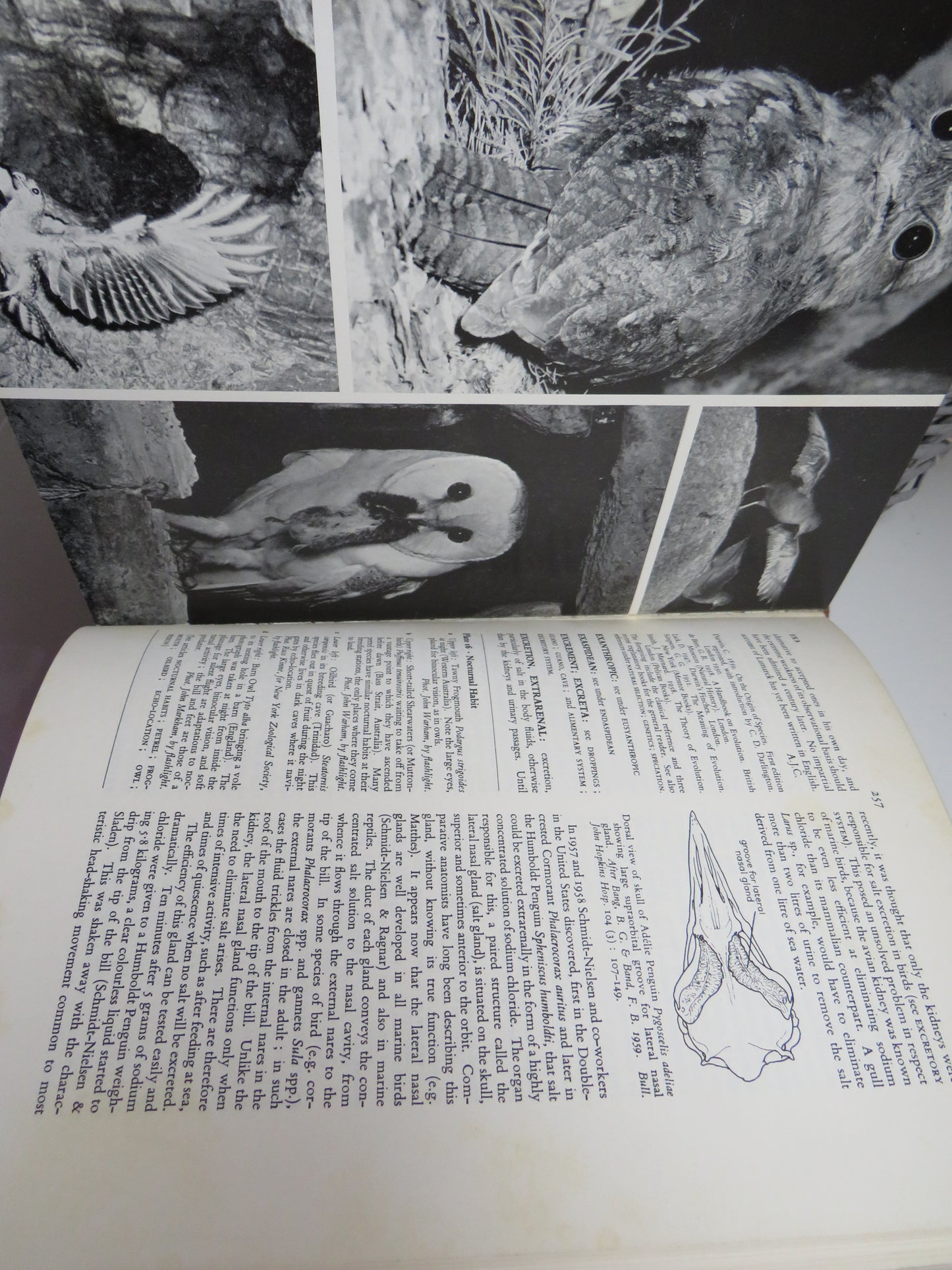 A New Dictionary of Birds, Sir A. Landsborough Thomson, 1965