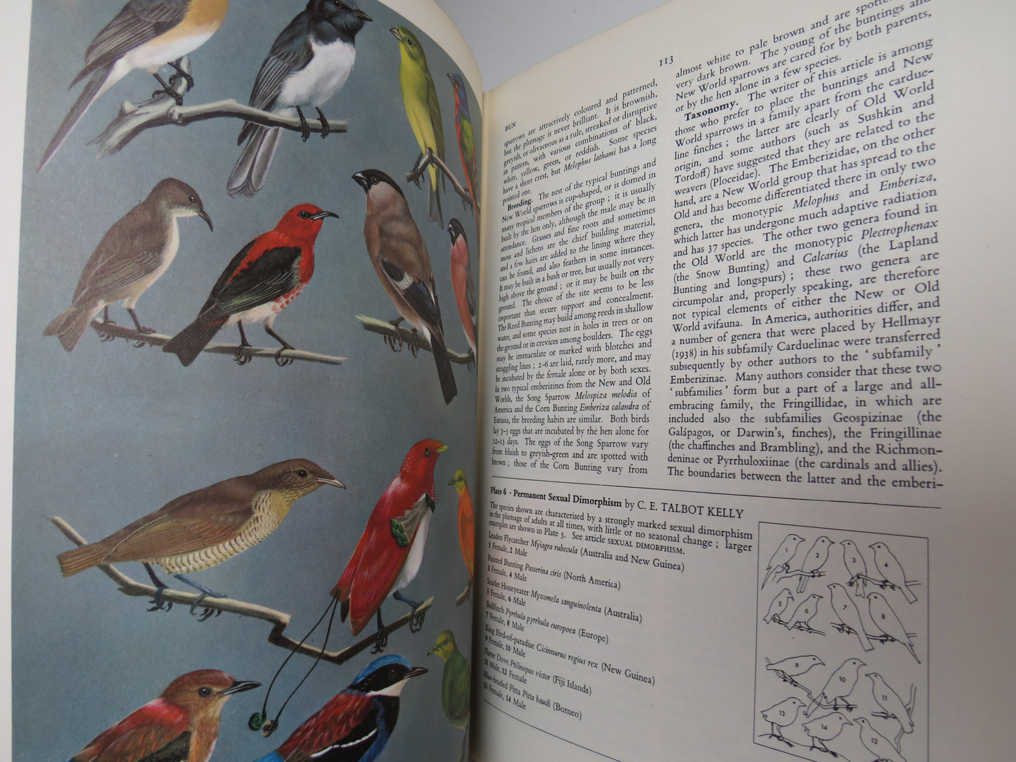 A New Dictionary of Birds, Sir A. Landsborough Thomson, 1965
