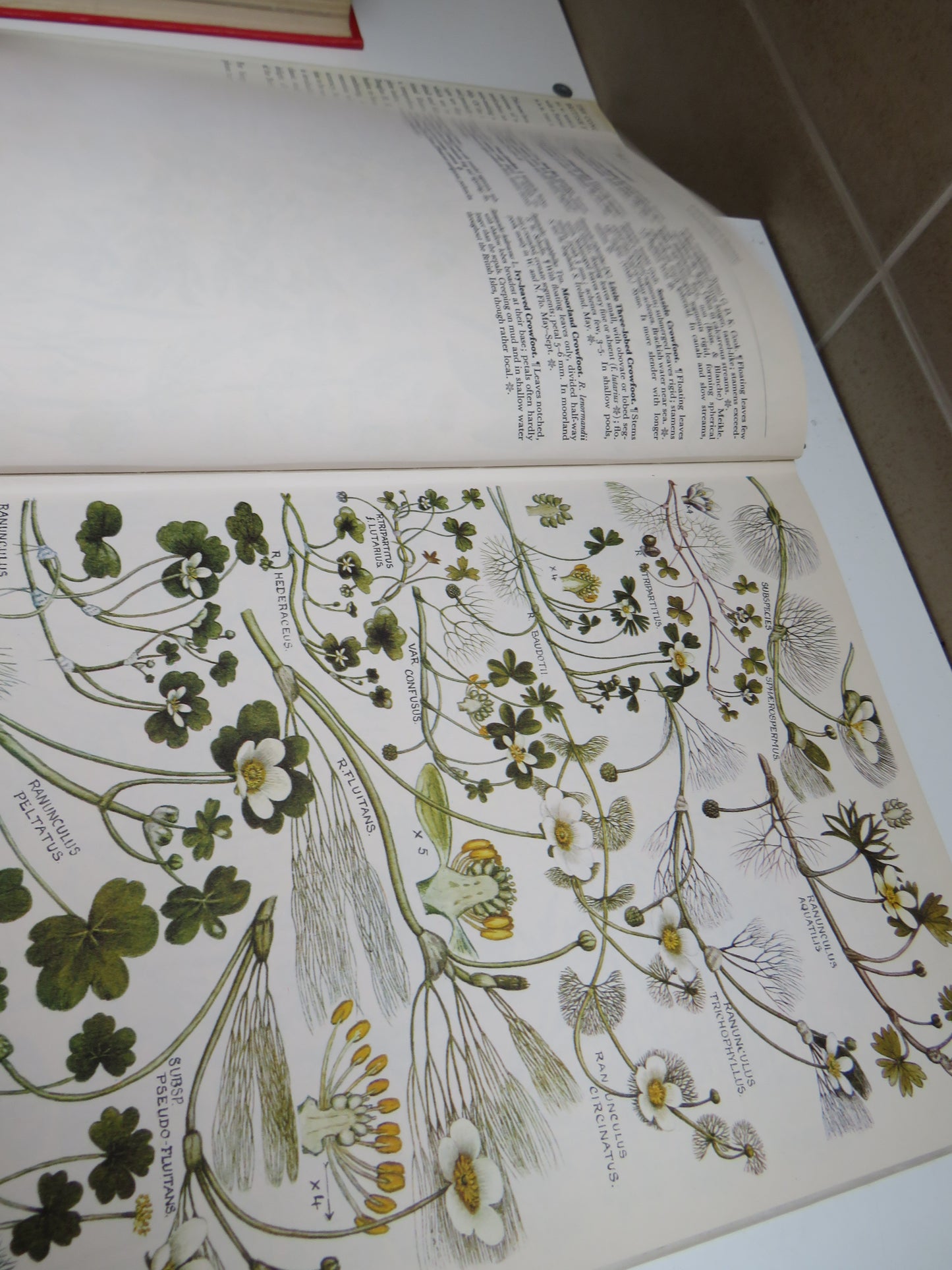 The Concise British Flora in Colour by W. Keble Martin - 1486 Species Illustrated, 1965