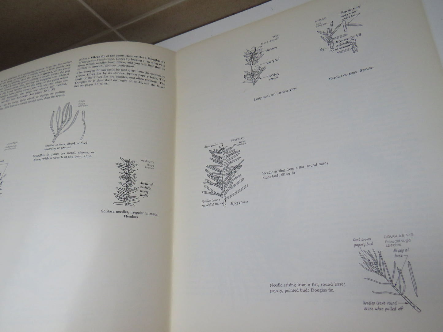 Know Your Conifers by Herbert L. Edlin, Forestry Commission Booklet No. 15, 1971