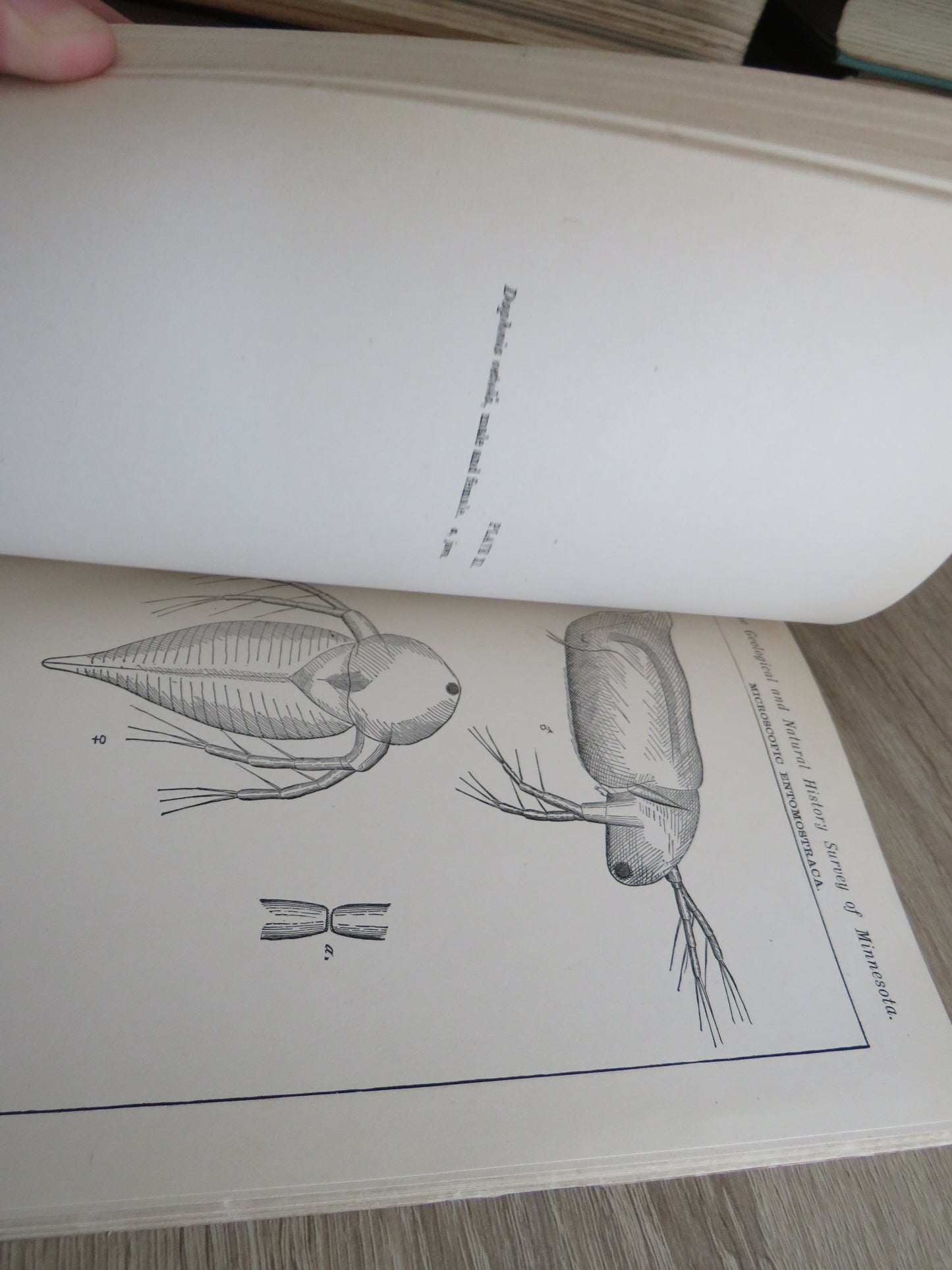 The Geological and Natural History Survey of Minnesota The Seventh Annual Report For The Year 1878