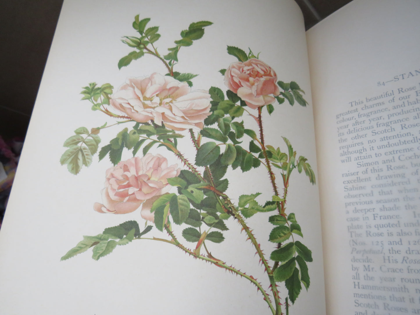 The Genus Rosa by Ellen Willmott, Vol I-II, 1914, Rare Antique Books