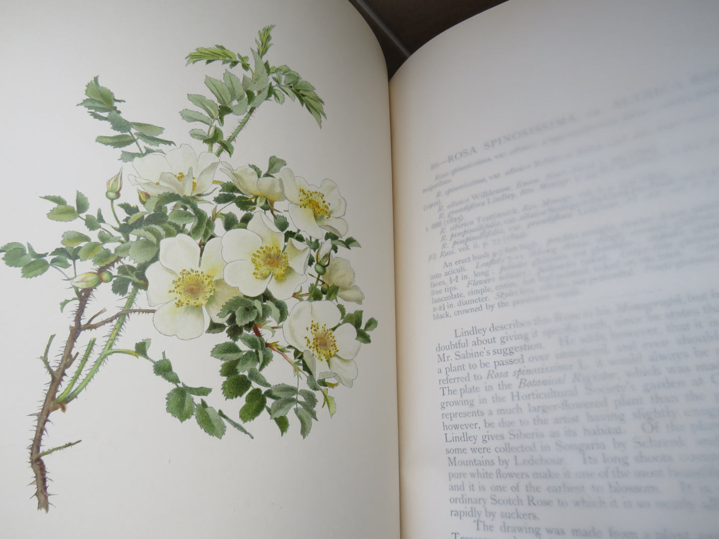 The Genus Rosa by Ellen Willmott, Vol I-II, 1914, Rare Antique Books