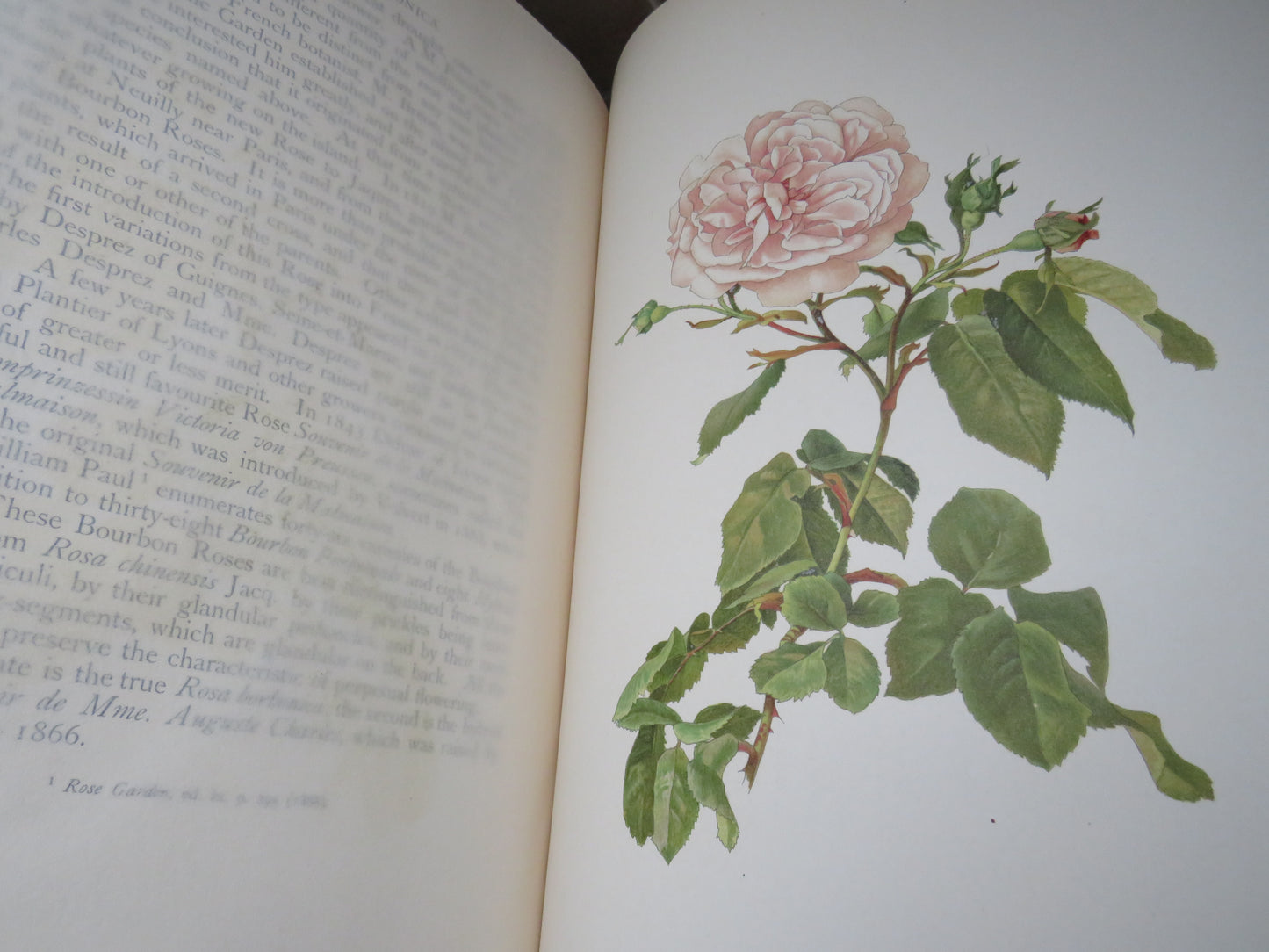 The Genus Rosa by Ellen Willmott, Vol I-II, 1914, Rare Antique Books
