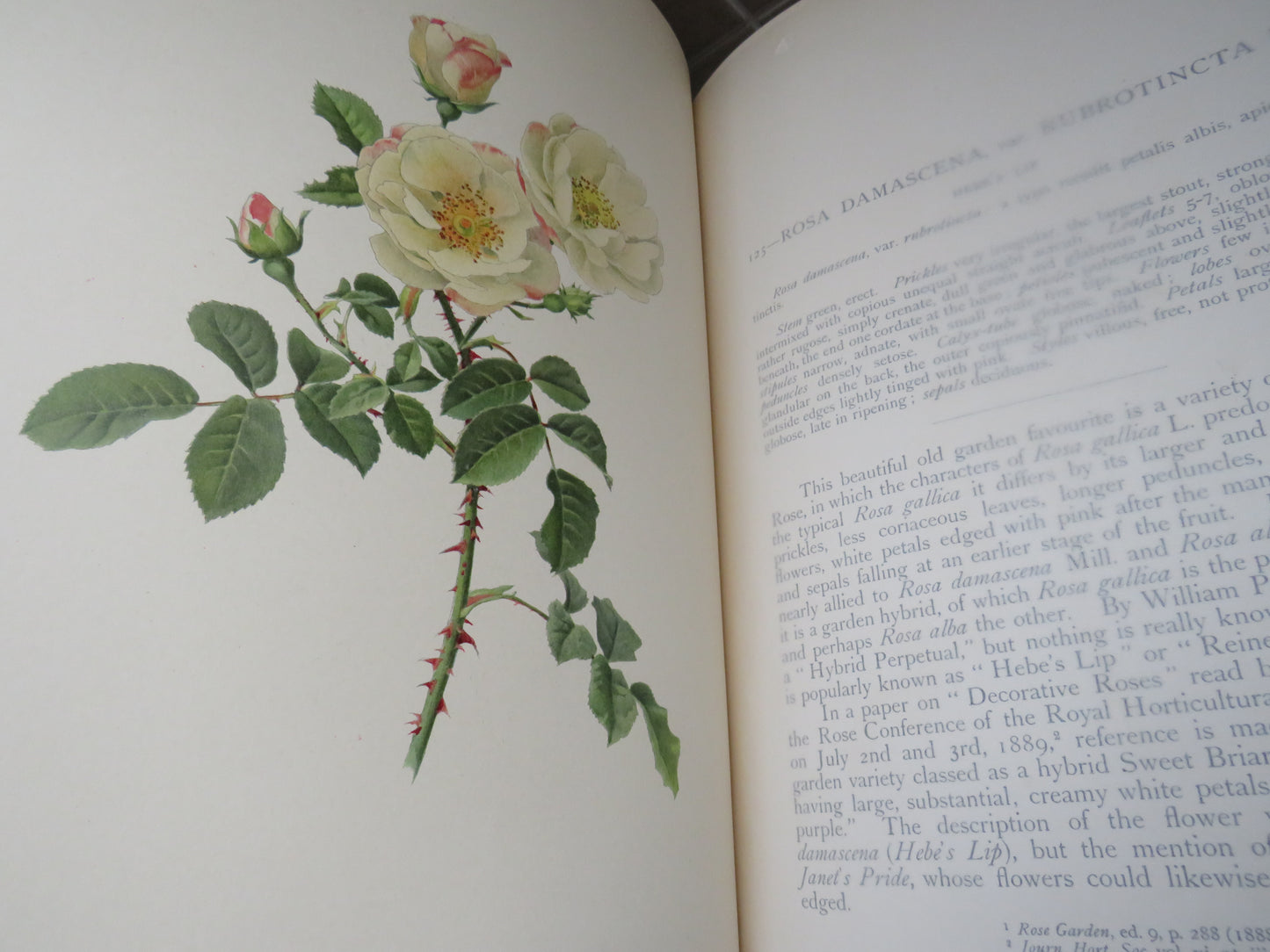 The Genus Rosa by Ellen Willmott, Vol I-II, 1914, Rare Antique Books