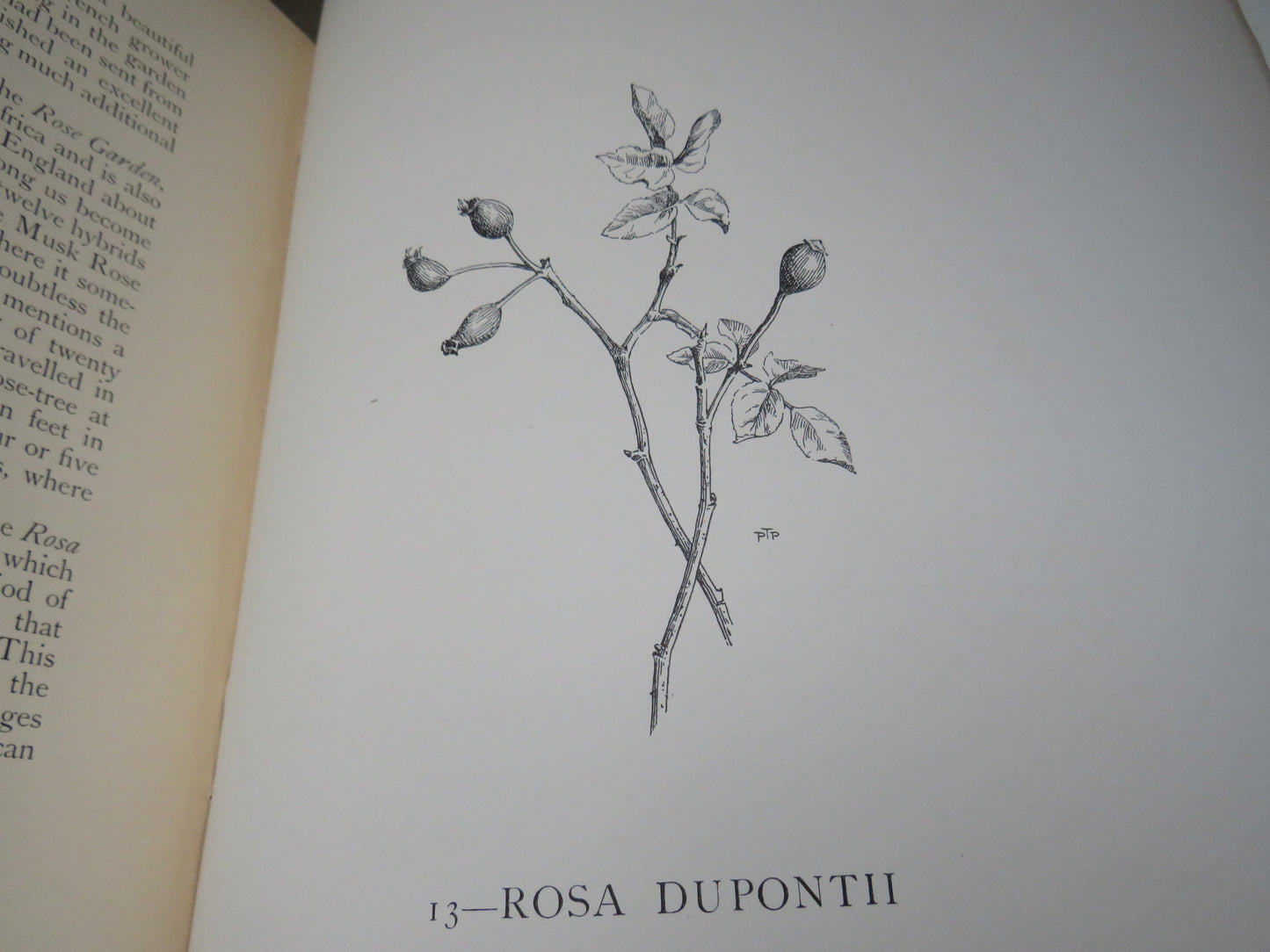 The Genus Rosa by Ellen Willmott, Vol I-II, 1914, Rare Antique Books