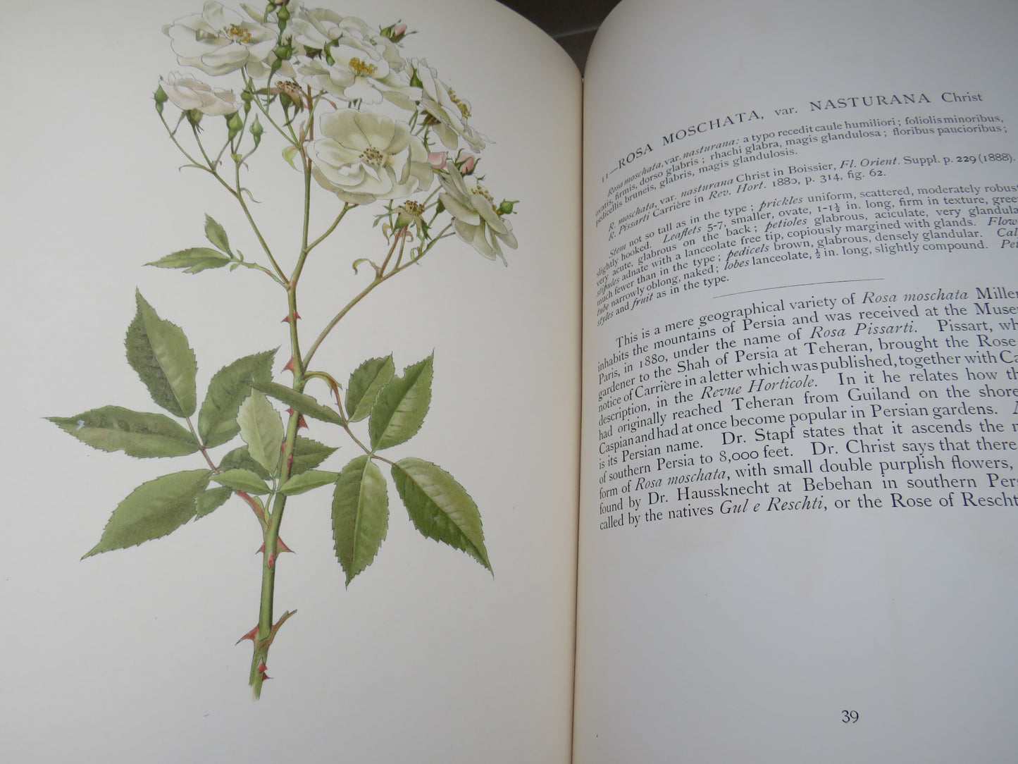 The Genus Rosa by Ellen Willmott, Vol I-II, 1914, Rare Antique Books