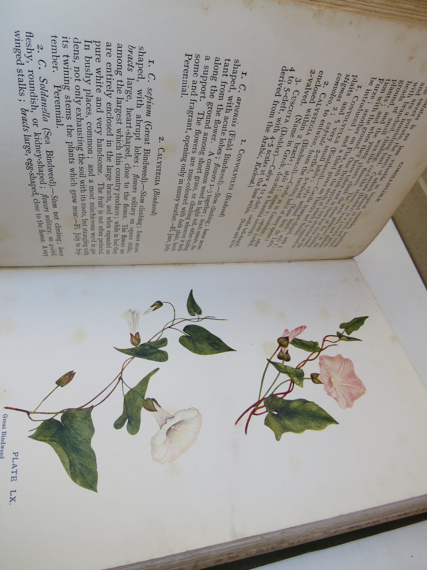Flowers Of The Field by Rev. C. A. Johns, 1908, Antique Botanical Book
