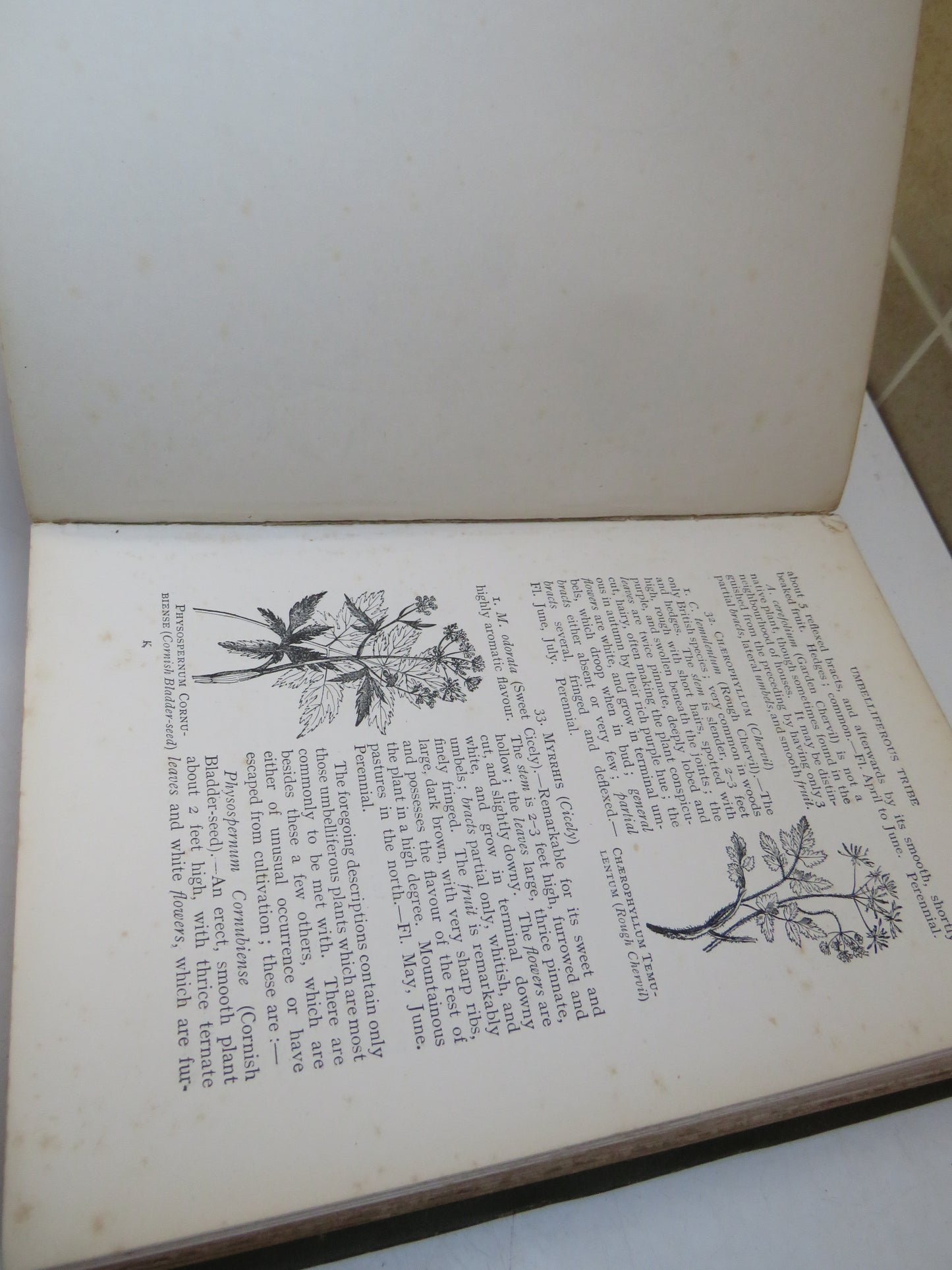 Flowers Of The Field by Rev. C. A. Johns, 1908, Antique Botanical Book