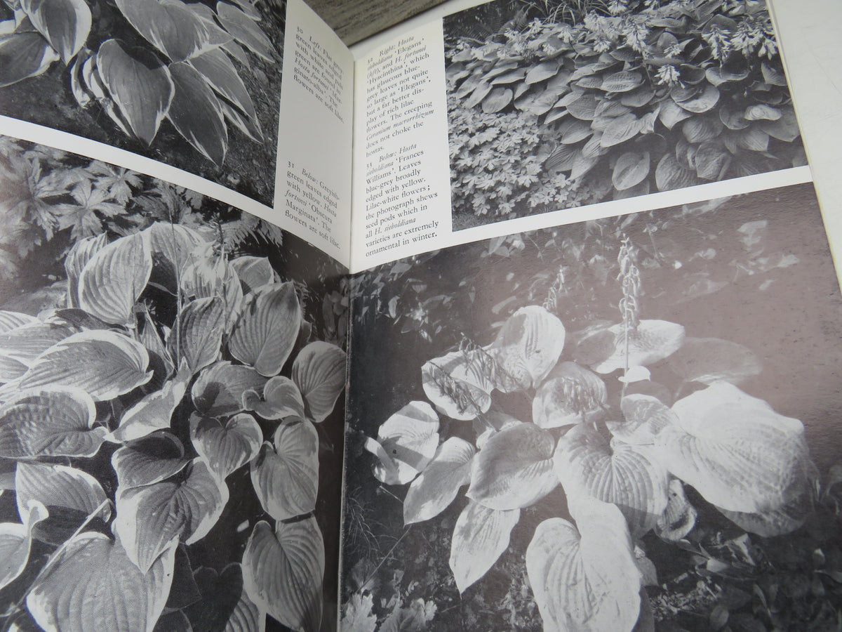 Plants For Ground-Cover Written and Illustrated By Graham Stuart Thomas 1971