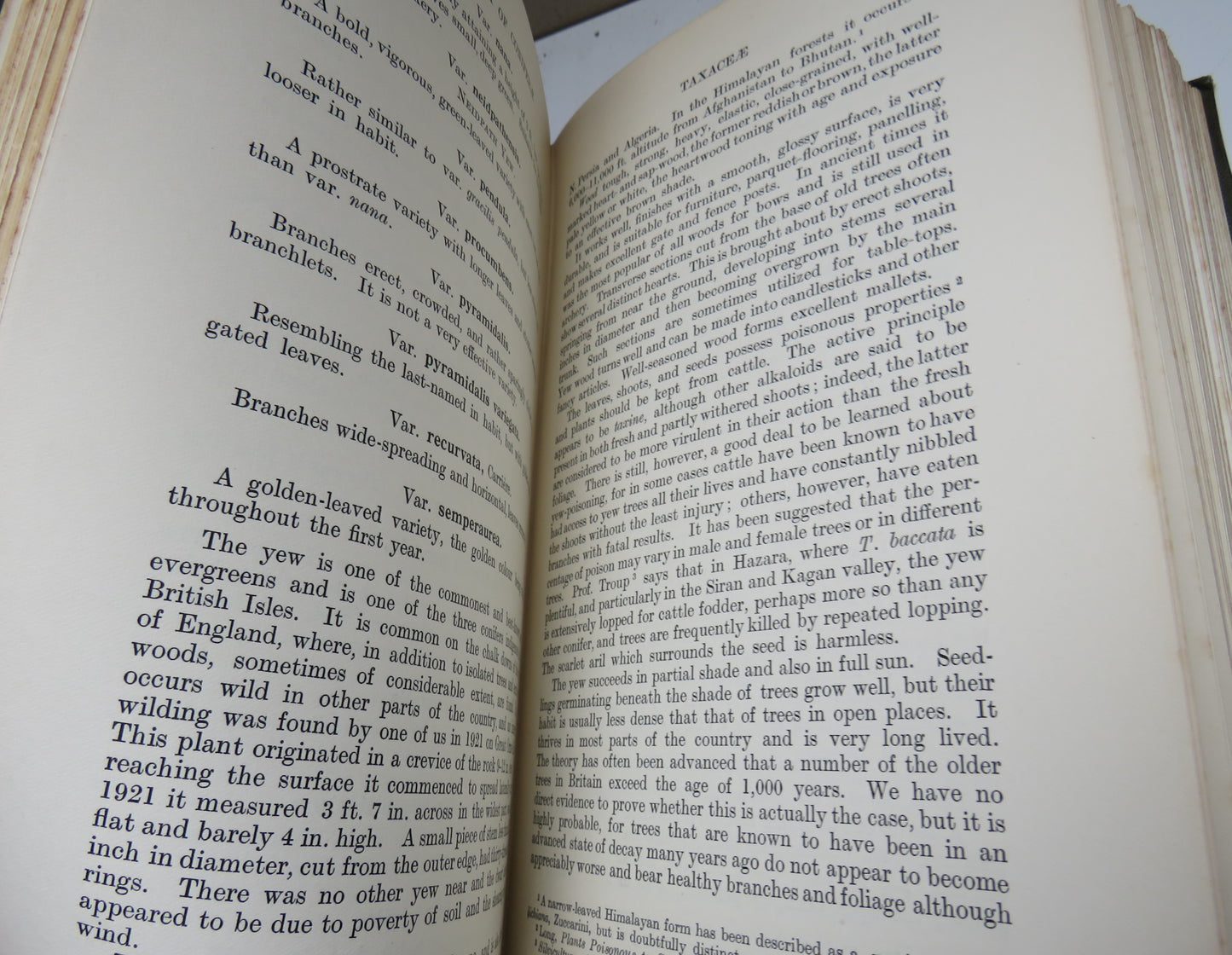 A Handbook of Coniferae including Ginkgoaceae by W. Dallimore & A. Bruce Jackson, 1923