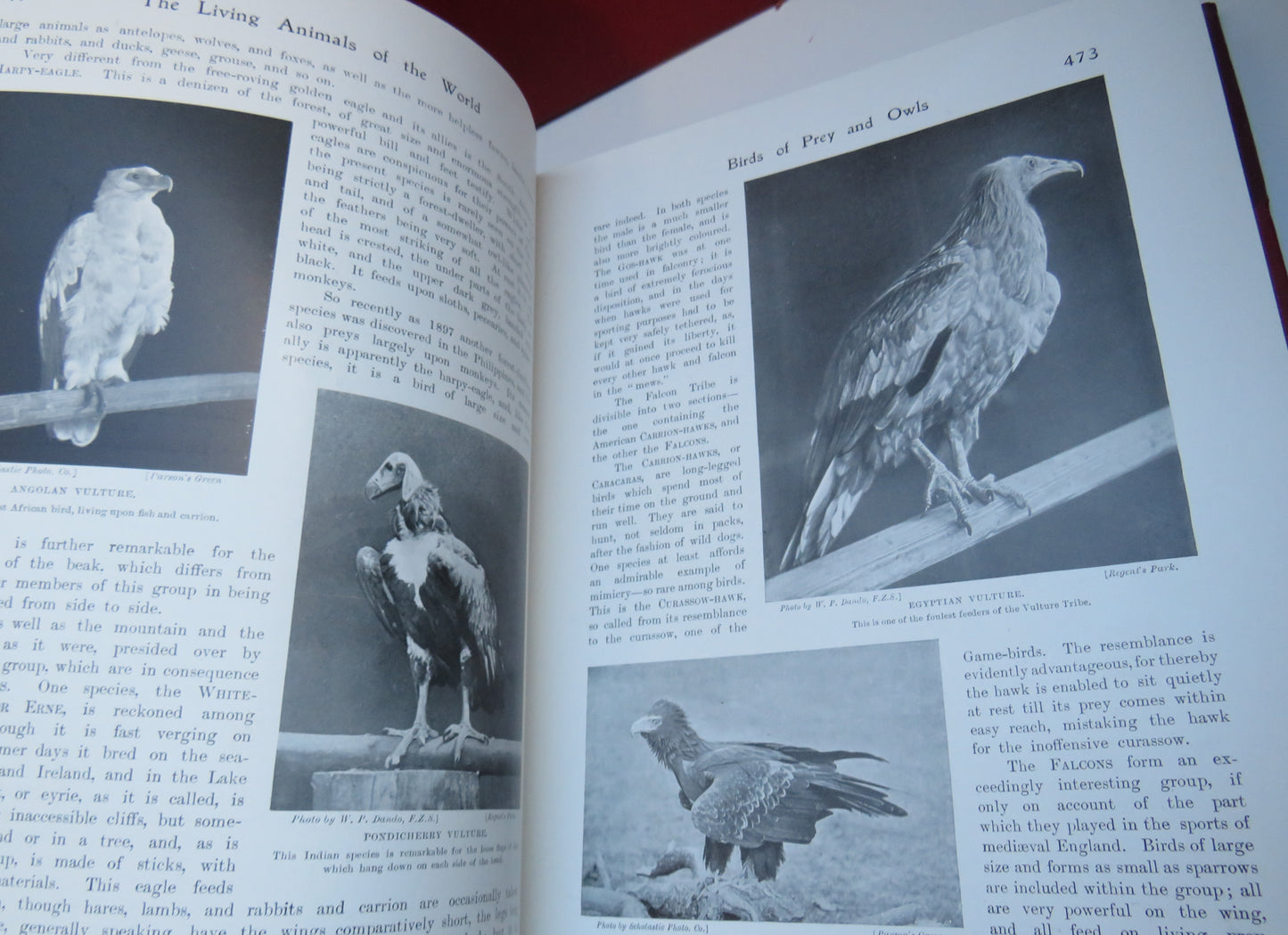 The Living Animals Of The World A Popular Natural History Vol I & II
