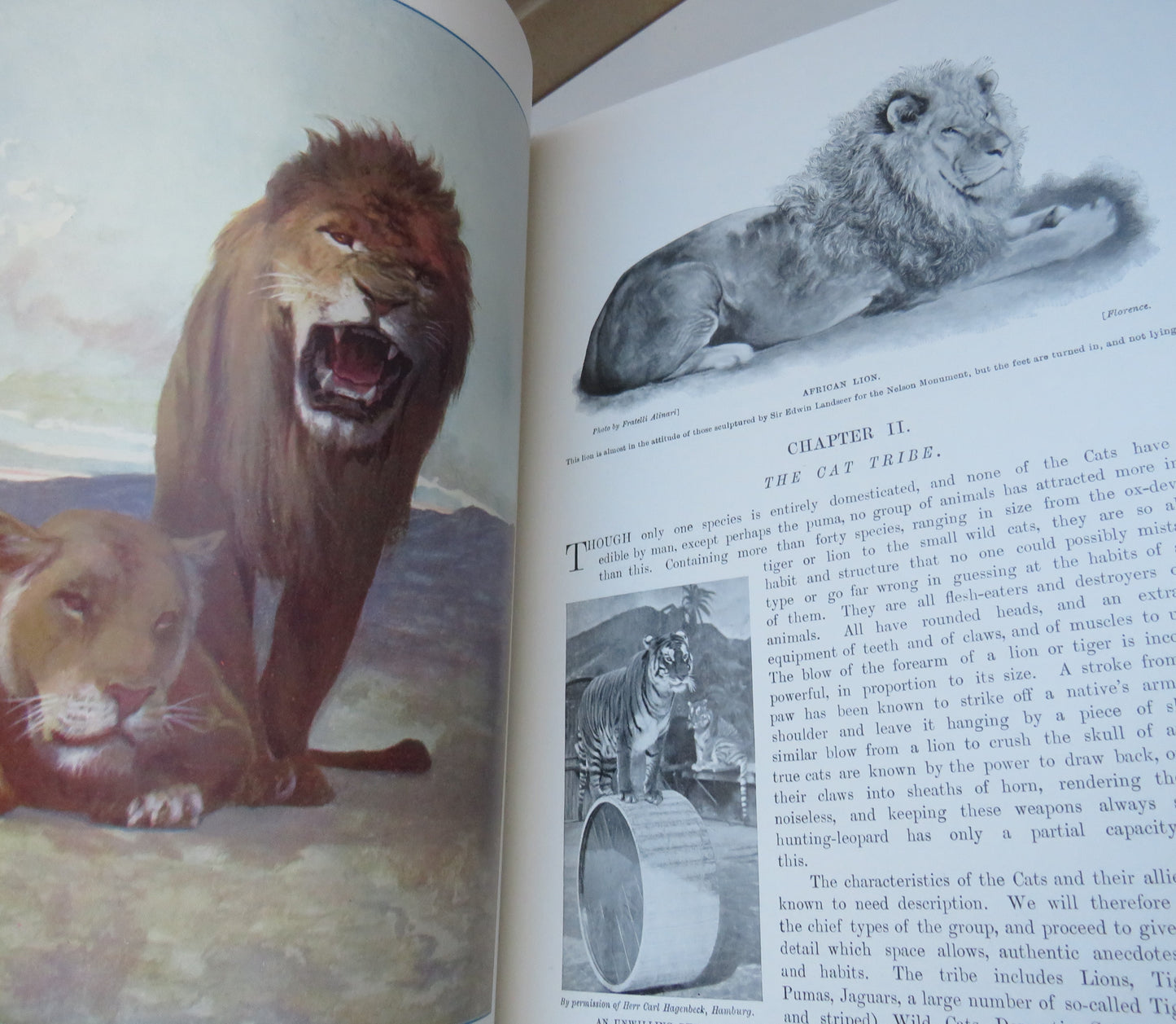 The Living Animals Of The World A Popular Natural History Vol I & II