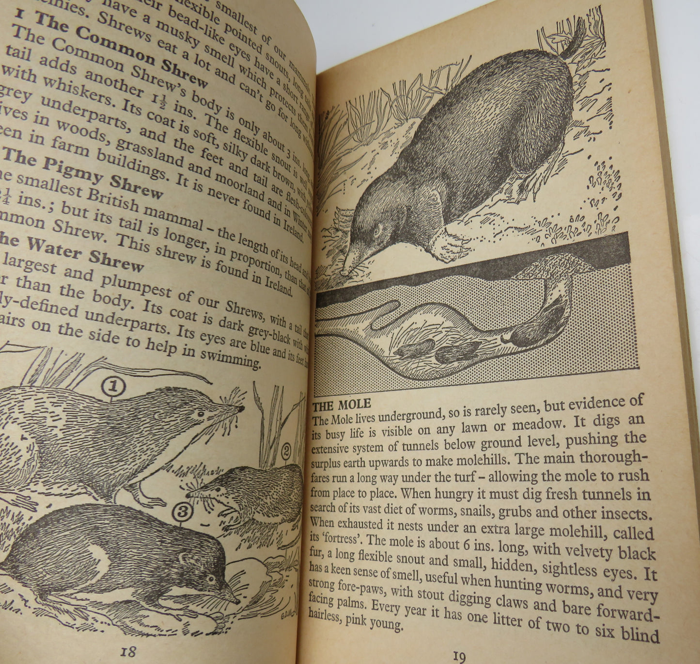 Wild Creatures Of Our Countryside By Gwen Mandley