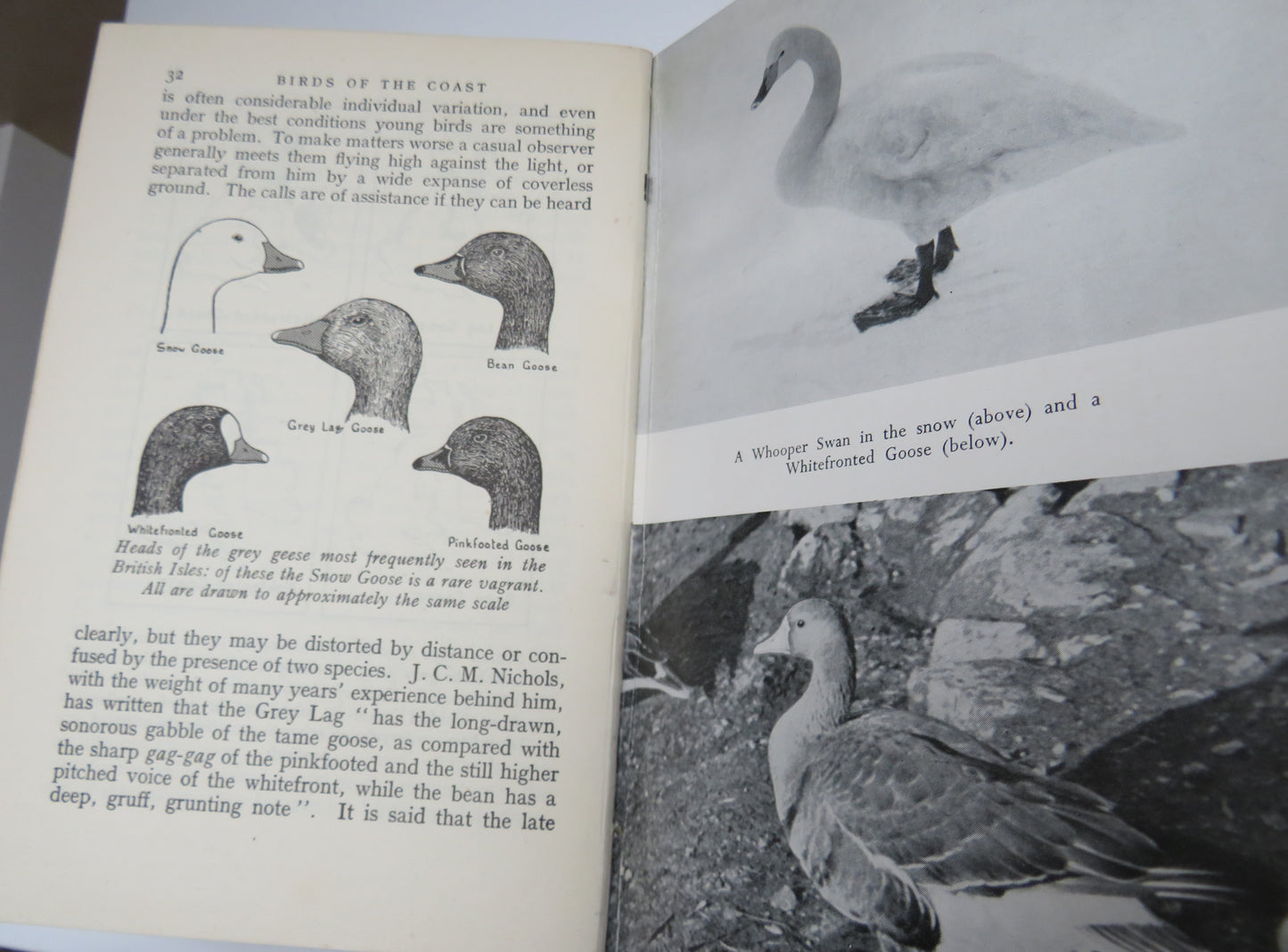 Birds Of The Coast Written & Illustrated By C.A.Gibson Hill