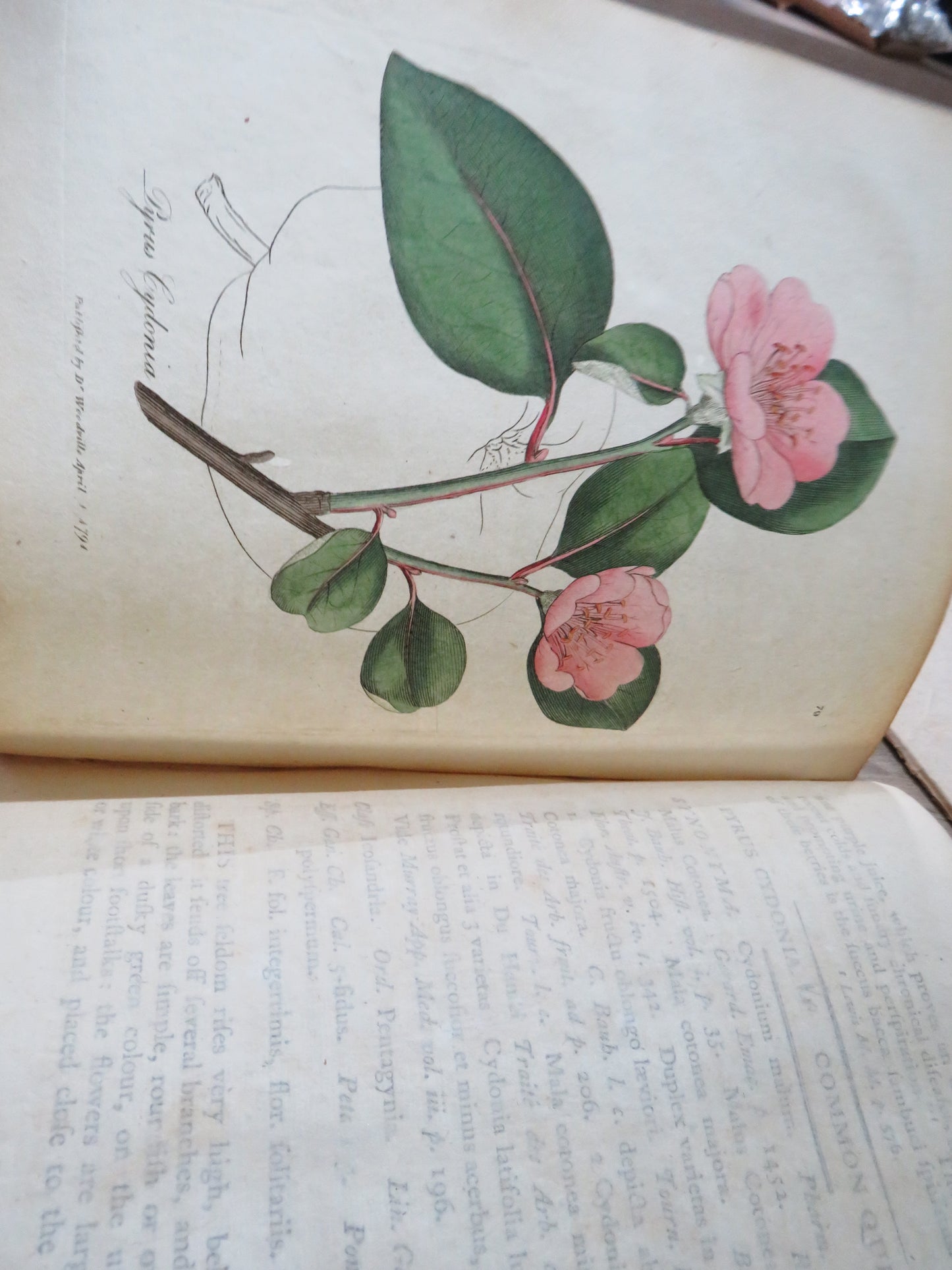 Medical Botany Containing Systematic and General Descriptions With Plates of All Medicinal Plants By William Woodville 1792 Volume II