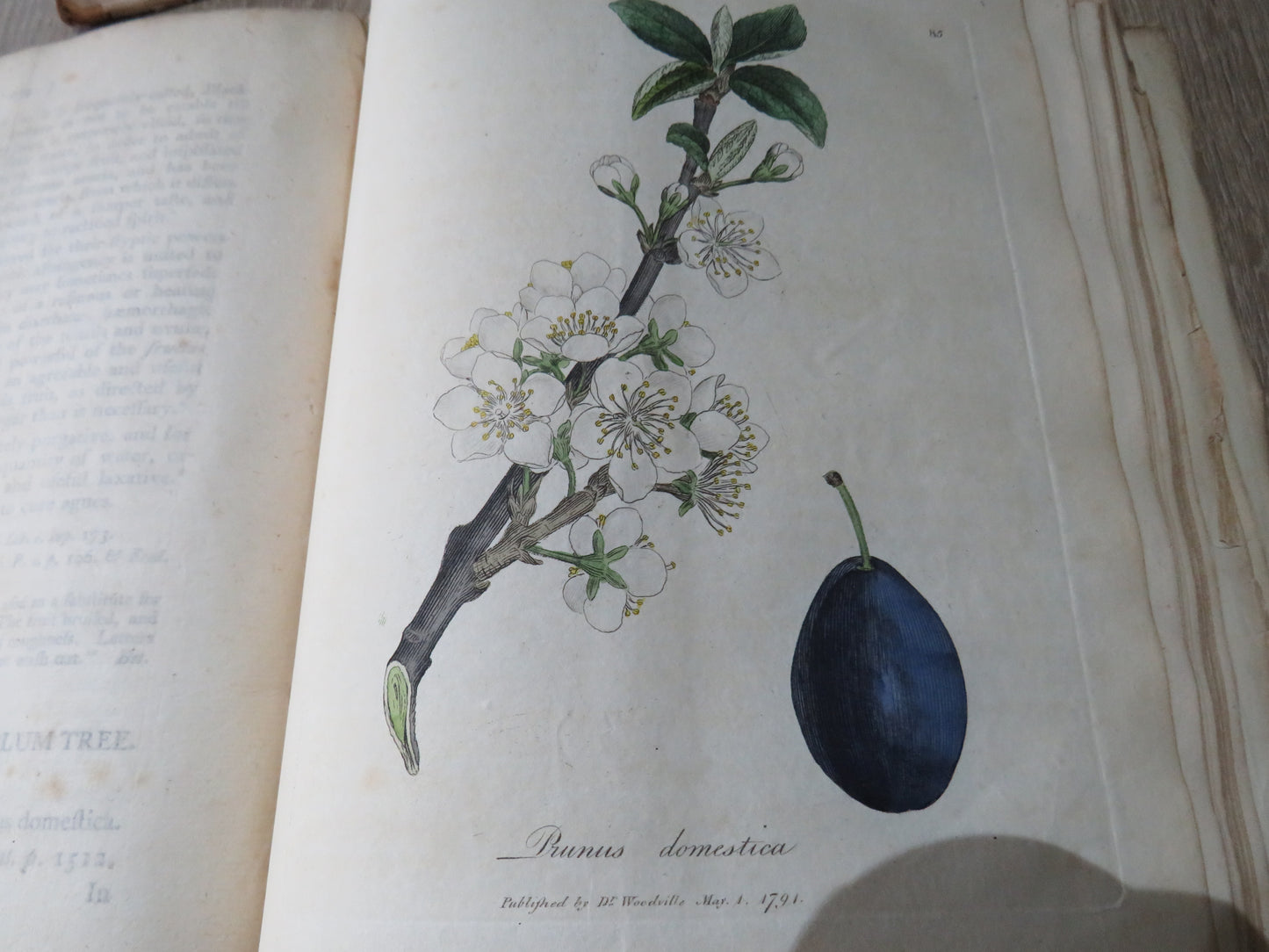 Medical Botany Containing Systematic and General Descriptions With Plates of All Medicinal Plants By William Woodville 1792 Volume II