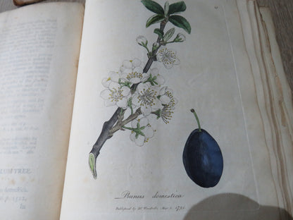 Medical Botany Containing Systematic and General Descriptions With Plates of All Medicinal Plants By book image 10