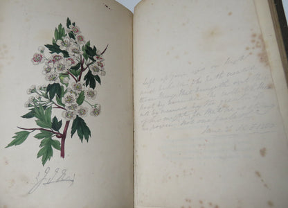 The Moral of Flowers Illustrated By Coloured Engravings 1835 book image 8