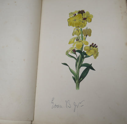 The Moral of Flowers Illustrated By Coloured Engravings 1835 book image 10