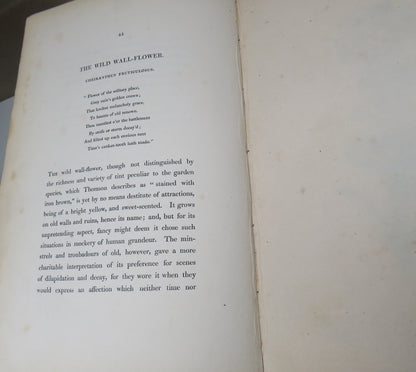 The Moral of Flowers Illustrated By Coloured Engravings 1835 book image 11