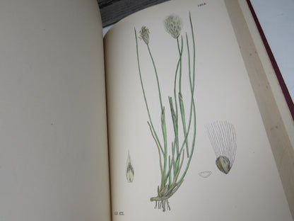 English Botany Or Coloured Figures Of British Plants By J. Sowerby 1899 Vol X book image 5