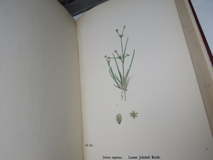 English Botany Or Coloured Figures Of British Plants By J. Sowerby 1899 Vol X book image 6
