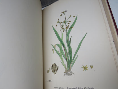 English Botany Or Coloured Figures Of British Plants By J. Sowerby 1899 Vol X book image 7