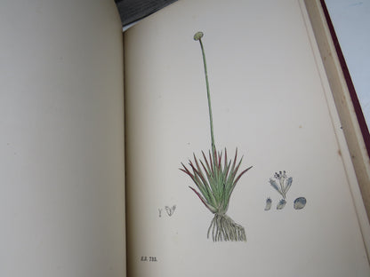 English Botany Or Coloured Figures Of British Plants By J. Sowerby 1899 Vol X book image 8