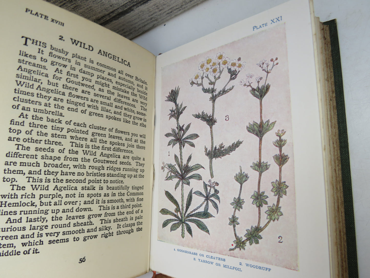Flowers By Janet Harvey Kelman Described By C.E. Smith