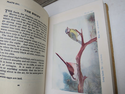 Birds By M.K. C. Scott Described By J.A. Henderson