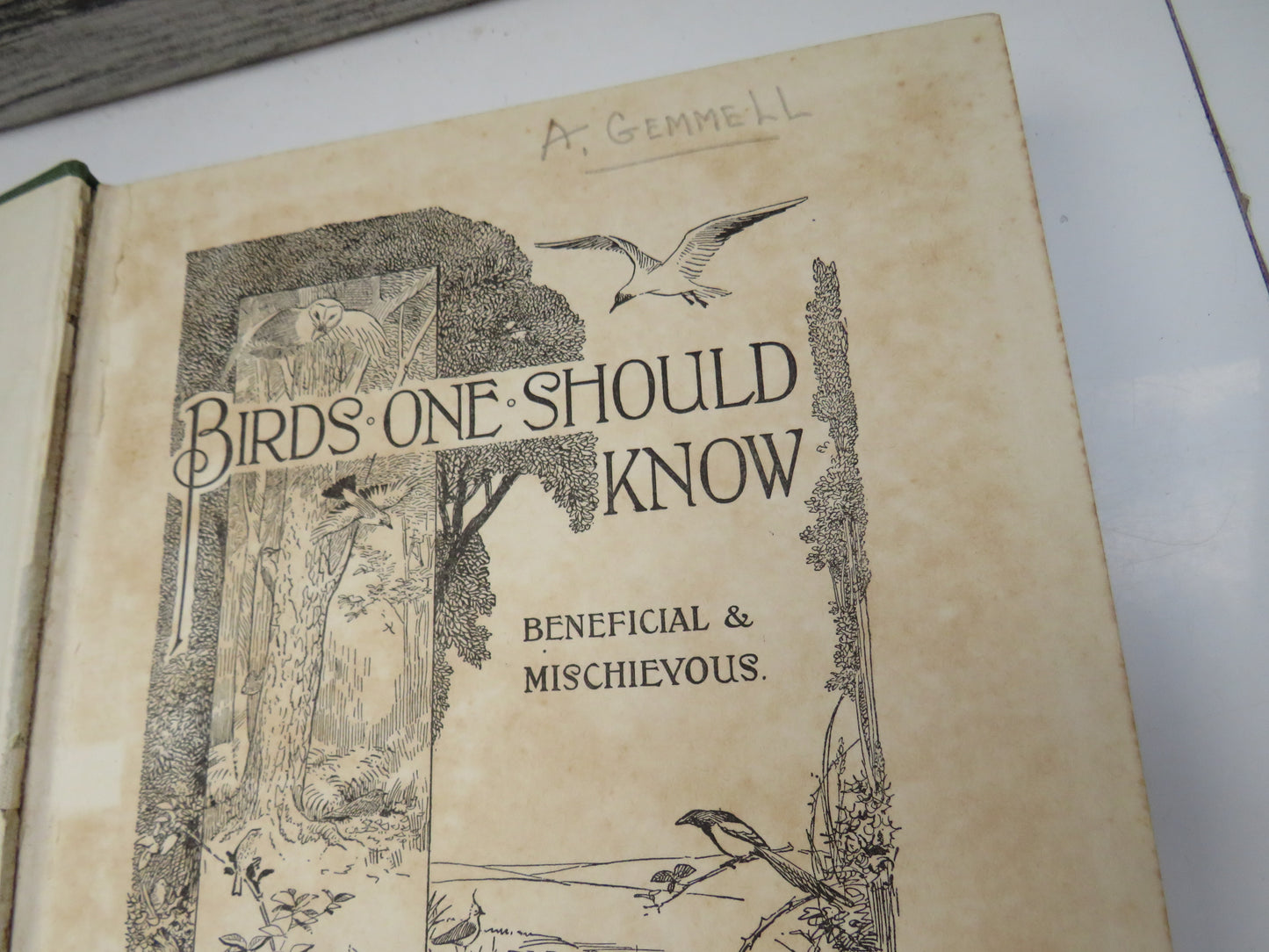 Birds One Should Know Beneficial and Mischievous By The Rev. Canon Theodore Wood 1925