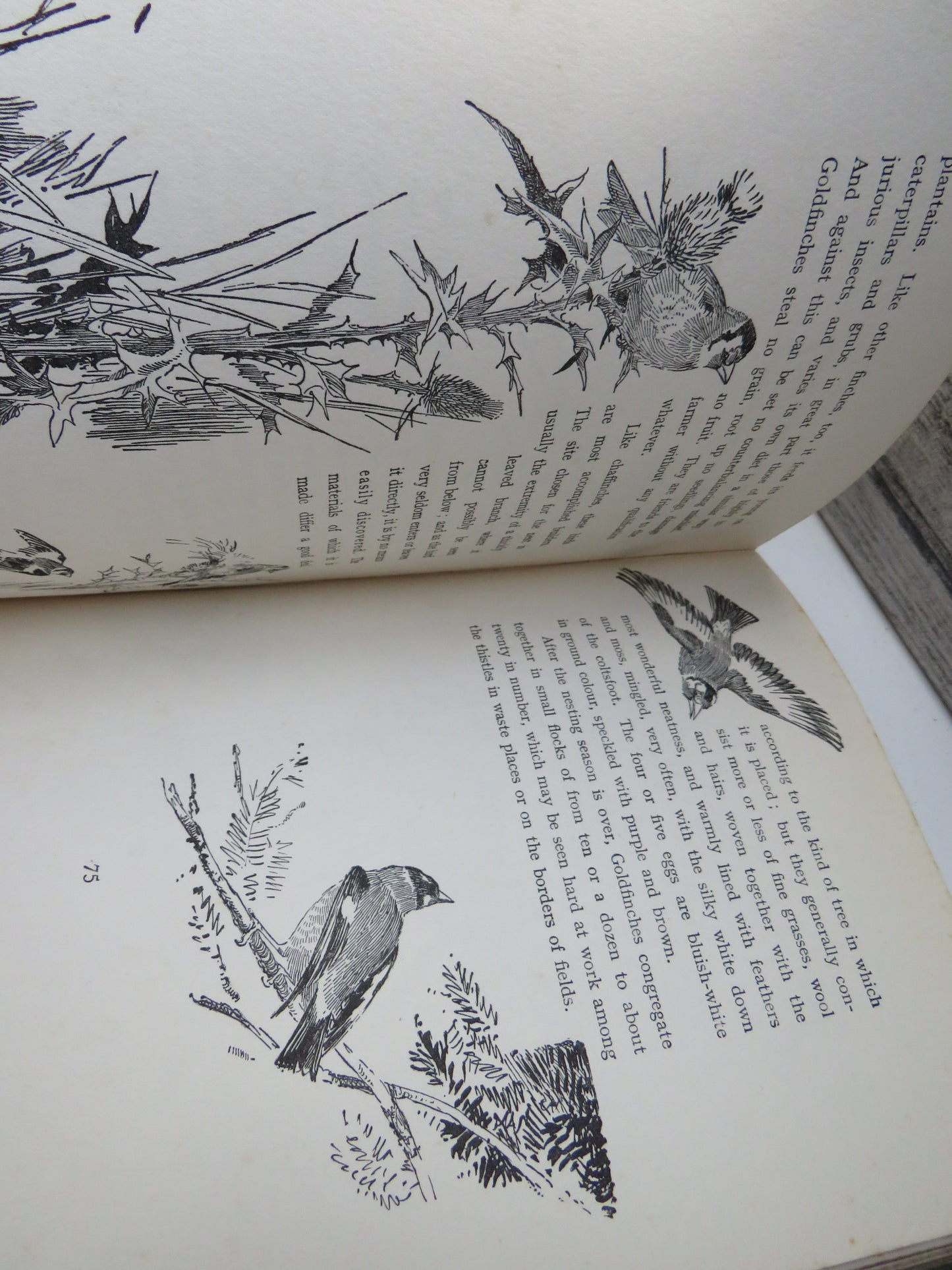 Birds One Should Know Beneficial and Mischievous By The Rev. Canon Theodore Wood 1925