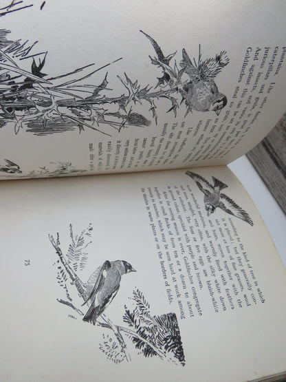 Birds One Should Know Beneficial and Mischievous By The Rev. Canon Theodore Wood 1925